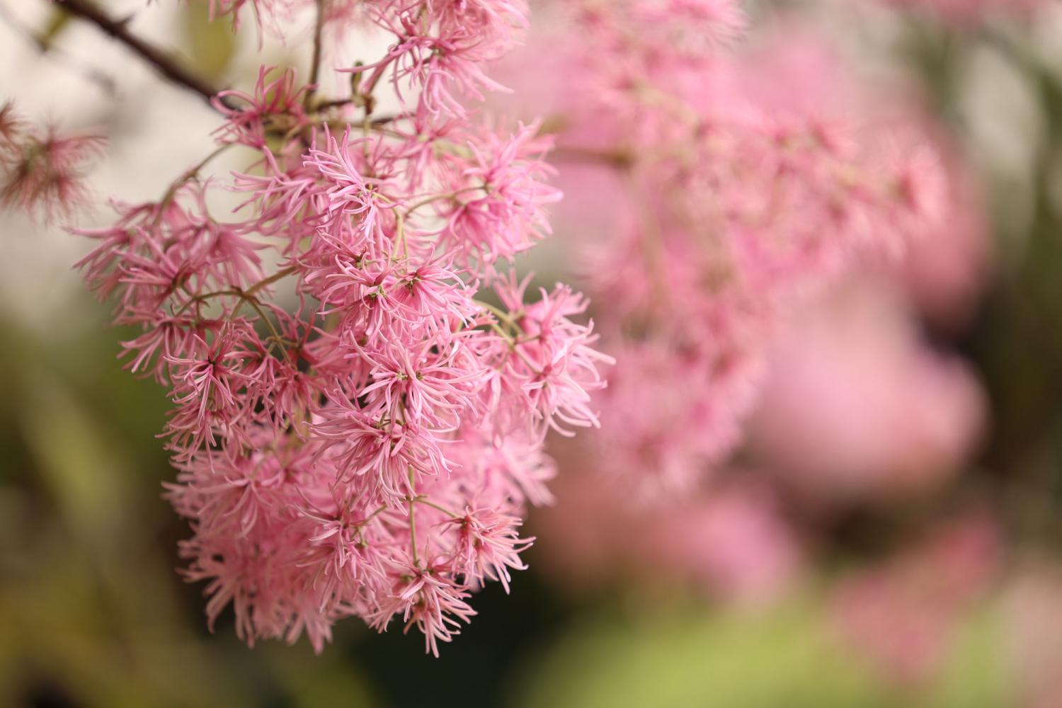 Pink flowers blooming on tree, photographed in shallow focus with the Canon RF 70-200mm f2.8L IS USM lens Pink flowers blooming on tree, photographed in shallow focus with the Canon RF 70-200mm f2.8L IS USM lens
