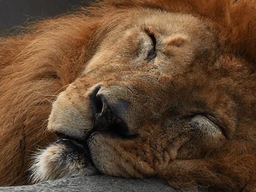Close-up portrait of sleeping lion, photographed using the Nikon Coolpix P950 Close-up portrait of sleeping lion, photographed using the Nikon Coolpix P950