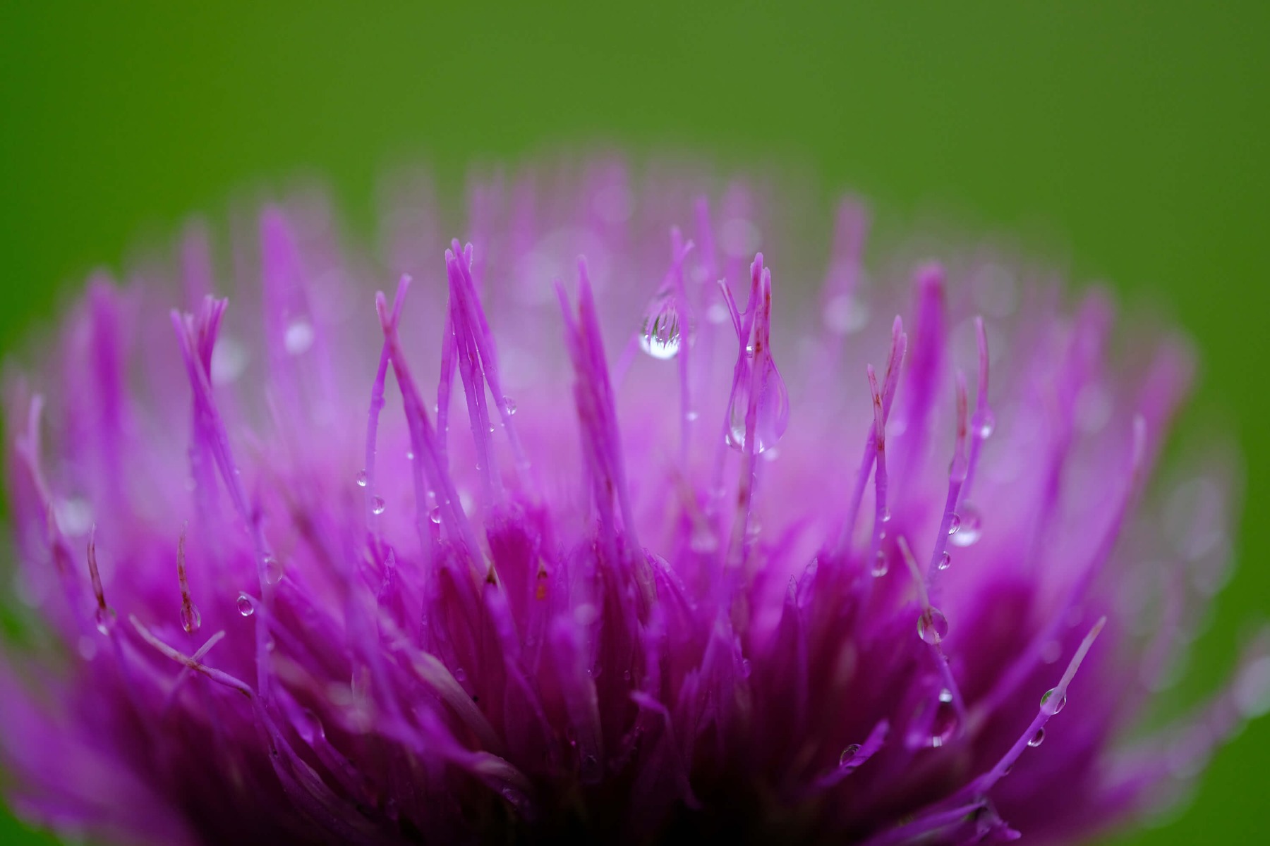 CameraPro Australia Fujifilm XF Macro Lens 80mm F-2.8 example image flower
