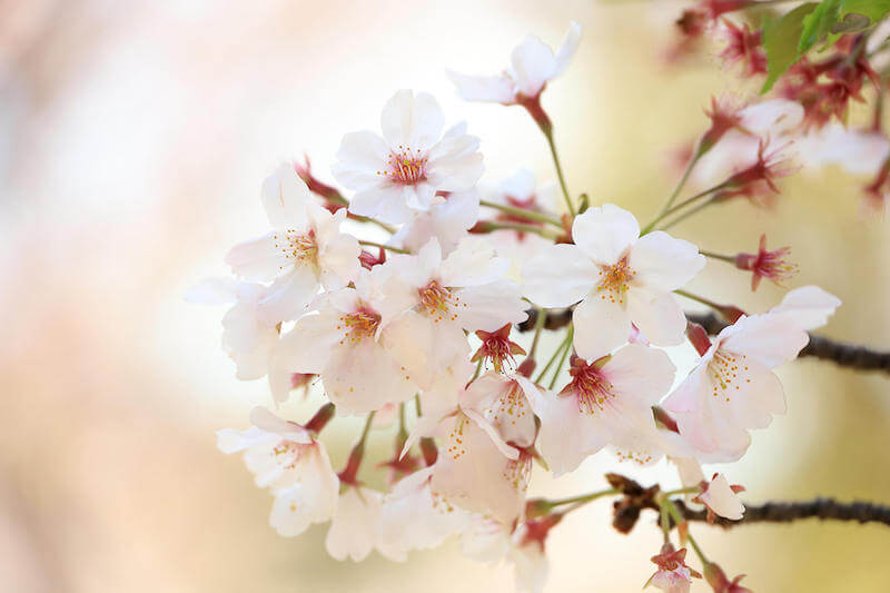 Pink flowers, taken using the Canon RF 24-240mm f/4-6.3 IS USM lens