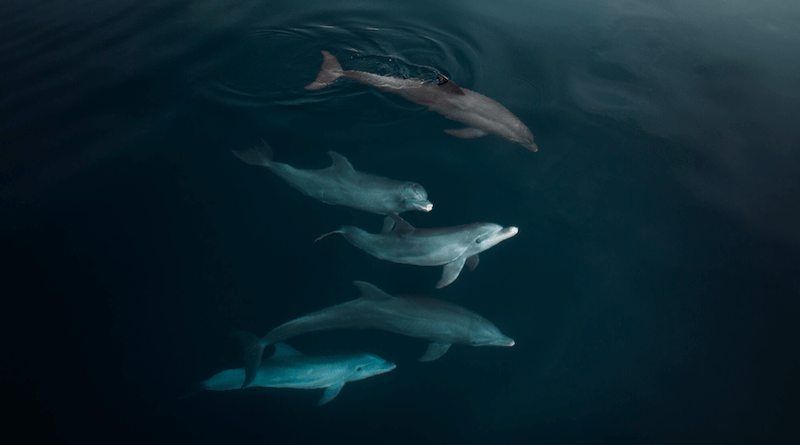 Dolphins playing in the ocean, taken using the DJI Mavic 3 drone
