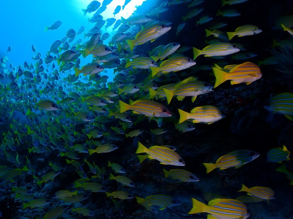 Large school of yellow tropical fish underwater, photographed with the Olympus TG-6
