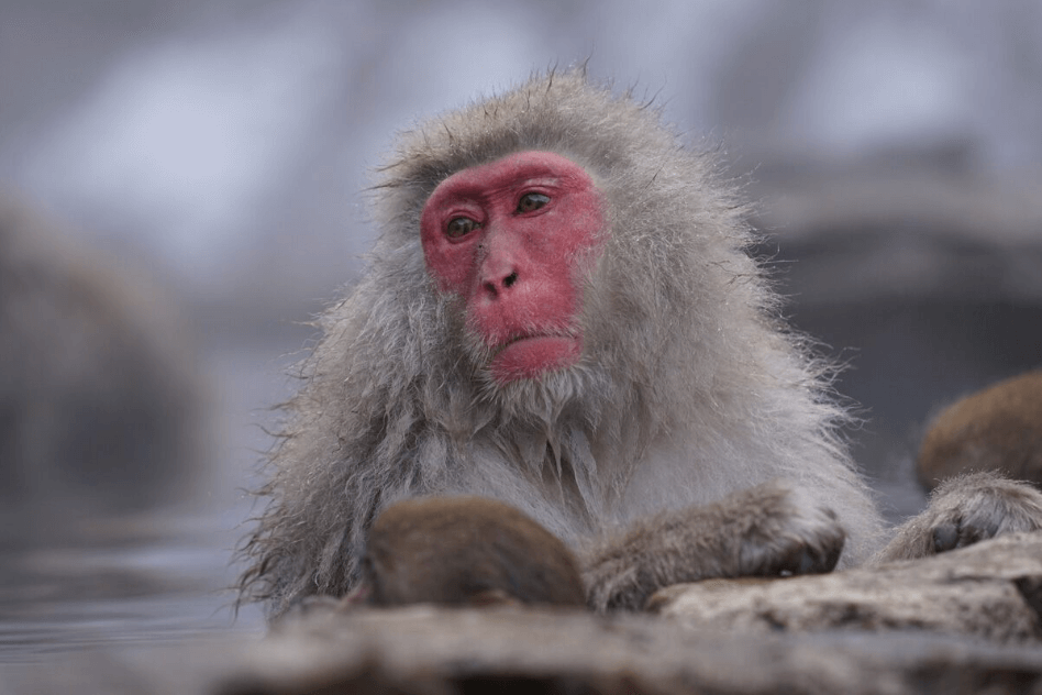 Close-up of snow monkey bathing in a hot spring, photographed with the Sony 70-200mm f4 G OSS Lens