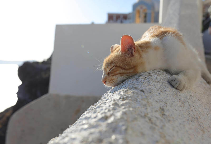 Sleepinh cat, taken using the Canon EF 35mm f/1.4 L II USM lens