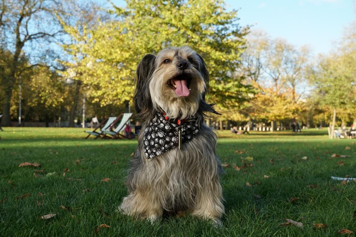 Lifestyle photo of a cute dog sitting on the park