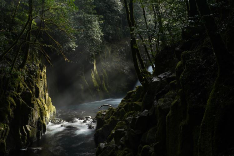 Water and rays of light between mossy, tree-covered riverbanks, photographed with the Sony FE 50mm f1.2 GM lens